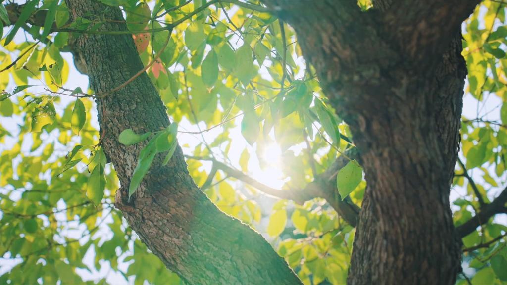 JDB (�й�����) �ٷ���վ